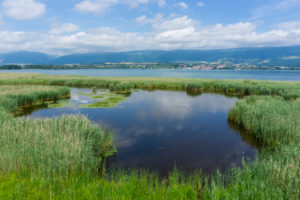 Sumpflandschaft im Pro Natura Zentrum Champ-Pittet, Naturschutzgebiet Grande Cariçaie, Cheseaux-Noréaz Südostufer, Lac de Neuchâtel, Kanton Neuenburg, Westschweiz, Schweiz
Sumpflandschaft im Pro Natura Zentrum Champ-Pittet, Naturschutzgebiet Grande Cariçaie, Cheseaux-Noréaz Südostufer, Lac de Neuchâtel, Kanton Neuenburg, Westschweiz, Schweiz