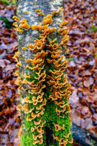 Europe, Germany, Hesse, district of Darmstadt-Dieburg, nature reserve Hegbachaue near Messel, Ernst-Ludwig-Teich, tree sponge, spruce porling Europe, Germany, Hesse, district of Darmstadt-Dieburg, nature reserve Hegbachaue near Messel, Ernst-Ludwig-Teich, tree sponge, spruce porling
