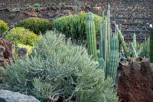 Bildagentur | mauritius images | Spain, Province of Las Palmas, Canary  Islands, Lanzarote, Jardin de Cactus
