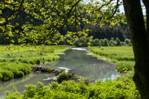 Beavers dam in the Schambach, Schambachtal near Riedenburg, Bavaria, Germany Beavers dam in the Schambach, Schambachtal near Riedenburg, Bavaria, Germany
