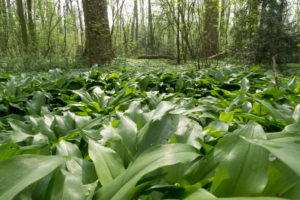 Wood Vliegenbos, Amsterdam-Noord (borough), wild garlic, Amsterdam, Holland, Netherlands Wood Vliegenbos, Amsterdam-Noord (borough), wild garlic, Amsterdam, Holland, Netherlands