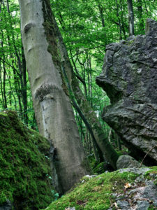 Rocks, stones, boulders, trees, forest, deciduous forest, hills, gorge Rocks, stones, boulders, trees, forest, deciduous forest, hills, gorge