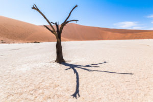 Dead tree in front of dune in Deadvlei (white salt-clay pan), Sossusvlei, Sesriem, Namibia Dead tree in front of dune in Deadvlei (white salt-clay pan), Sossusvlei, Sesriem, Namibia