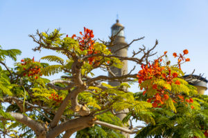 Maspalomas lighthouse behind tree with red flowers, Gran Canaria, Spain Maspalomas lighthouse behind tree with red flowers, Gran Canaria, Spain