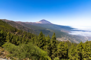 Corona Forestal - coniferous forest on the way in Teide National Park with a view of volcano, Tenerife, Spain Corona Forestal - coniferous forest on the way in Teide National Park with a view of volcano, Tenerife, Spain