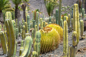 Cactus plants and palm trees in the 'Cactualdea Park' - cactus park in the west of Gran Canaria, Spain Cactus plants and palm trees in the 'Cactualdea Park' - cactus park in the west of Gran Canaria, Spain