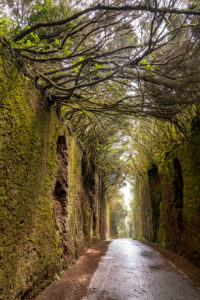'Camino viejo al Pico del Inglés' - tree-covered passage in the Anaga Mountains, Tenerife, Spain 'Camino viejo al Pico del Inglés' - tree-covered passage in the Anaga Mountains, Tenerife, Spain