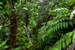 Hiking trail 'Bosque Encantado' with moss-covered trees and ferns in the cloud forest of the Anaga Mountains, Tenerife, Spain Hiking trail 'Bosque Encantado' with moss-covered trees and ferns in the cloud forest of the Anaga Mountains, Tenerife, Spain