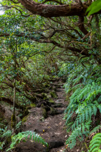 Hiking trail 'Bosque Encantado' with moss-covered trees and ferns in the cloud forest of the Anaga Mountains, Tenerife, Spain Hiking trail 'Bosque Encantado' with moss-covered trees and ferns in the cloud forest of the Anaga Mountains, Tenerife, Spain
