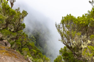 'Mirador Cabezo del Tejo' - end point of the 'Bosque Encantado' hiking trail in the cloud forest of the Anaga Mountains, Tenerife, Spain 'Mirador Cabezo del Tejo' - end point of the 'Bosque Encantado' hiking trail in the cloud forest of the Anaga Mountains, Tenerife, Spain