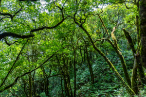 Hiking trail 'Bosque Encantado' with moss-covered trees in the cloud forest of the Anaga Mountains, Tenerife, Spain Hiking trail 'Bosque Encantado' with moss-covered trees in the cloud forest of the Anaga Mountains, Tenerife, Spain