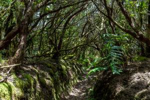 Hiking trail 'Bosque Encantado' with moss-covered trees in the cloud forest of the Anaga Mountains, Tenerife, Spain Hiking trail 'Bosque Encantado' with moss-covered trees in the cloud forest of the Anaga Mountains, Tenerife, Spain