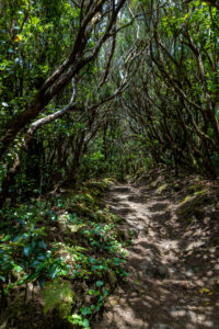 Hiking trail 'Bosque Encantado' with moss-covered trees in the cloud forest of the Anaga Mountains, Tenerife, Spain Hiking trail 'Bosque Encantado' with moss-covered trees in the cloud forest of the Anaga Mountains, Tenerife, Spain