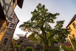 Large tree in the evening light with a view of the moat, Cadolzburg, Franconia, Bavaria, Germany Large tree in the evening light with a view of the moat, Cadolzburg, Franconia, Bavaria, Germany