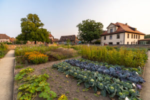 Vegetable growing in the castle gardens of Cadolzburg Castle in the evening light, Cadolzburg, Franconia, Bavaria, Germany Vegetable growing in the castle gardens of Cadolzburg Castle in the evening light, Cadolzburg, Franconia, Bavaria, Germany