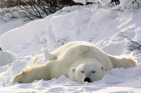 Bildagentur Mauritius Images Eisbar Ursus Maritimus Liegen Schlafen Winter Saugetiere Saugetier Raubtiere Raubtier Landraubtiere Landraubtier Baren Bar Polarbaren Polarbar Einzelganger Bauchlings Ausruhen Erholen Winterlandschaft