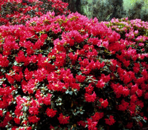 Bildagentur | mauritius images | Rhododendron repens