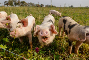 Kamp-Lintfort, North Rhine-Westphalia, Germany - organic farming NRW, organic pigs, pasture pigs, free-range pigs live on the Bioland farm Frohnenbruch all year round in the open air, as weather protection there is only an open shelter. Kamp-Lintfort, North Rhine-Westphalia, Germany - organic farming NRW, organic pigs, pasture pigs, free-range pigs live on the Bioland farm Frohnenbruch all year round in the open air, as weather protection there is only an open shelter.
