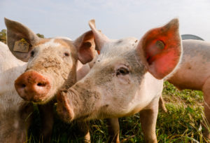 Kamp-Lintfort, North Rhine-Westphalia, Germany - organic farming NRW, organic pigs, pasture pigs, free-range pigs live on the Bioland farm Frohnenbruch all year round in the open air, as weather protection there is only an open shelter. Kamp-Lintfort, North Rhine-Westphalia, Germany - organic farming NRW, organic pigs, pasture pigs, free-range pigs live on the Bioland farm Frohnenbruch all year round in the open air, as weather protection there is only an open shelter.