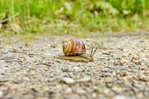 snail crawling on gravel road snail crawling on gravel road