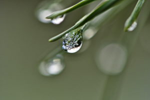 frozen drops on pine needles frozen drops on pine needles