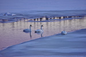 Swans at the Jerisjärvi Swans at the Jerisjärvi