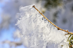 Rime crystals on branch Rime crystals on branch