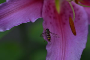 Hoverfly on blossom Hoverfly on blossom