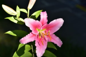 Fire lily Fire lily