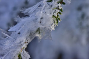Rime crystals on branch Rime crystals on branch