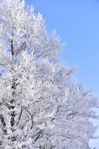 Alder with hoarfrost Alder with hoarfrost