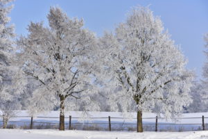 two limes with hoarfrost two limes with hoarfrost