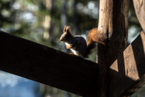 Eichhörnchen sonnt sich auf Geländer Eichhörnchen sonnt sich auf Geländer