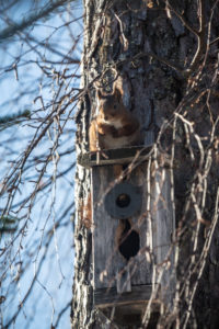Eichhörnchen sitzt auf Vogelhaus Eichhörnchen sitzt auf Vogelhaus