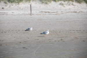 zwei Möwen am Strand zwei Möwen am Strand