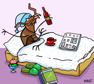 Illustration, bed bug, pest, Illustration, bed bug, pest,