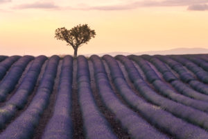 Lavender field at Valensole in the sunset, Provence, southern France Lavender field at Valensole in the sunset, Provence, southern France