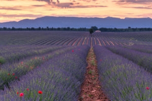Sunrise over a lavender field at Valensole, Provence, southern France Sunrise over a lavender field at Valensole, Provence, southern France