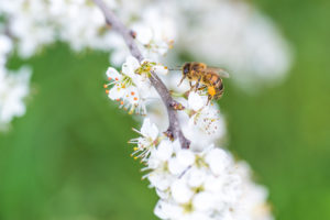 Spring, cherry blossom with honeybee Spring, cherry blossom with honeybee