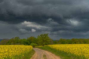 Storm clouds over a rapeseed field with dirt road Storm clouds over a rapeseed field with dirt road