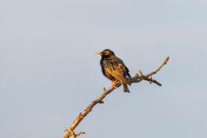 Starling in a tree at sunset. Native birds in Germany. Starling in a tree at sunset. Native birds in Germany.