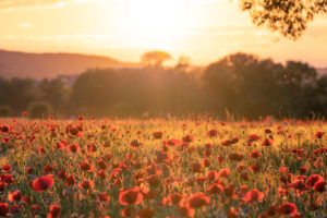 Field of poppies near Jena at sunset. Field of poppies near Jena at sunset.