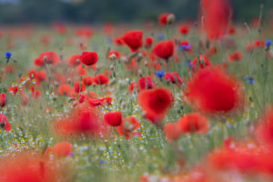 Field of poppies near Jena at sunset. Field of poppies near Jena at sunset.