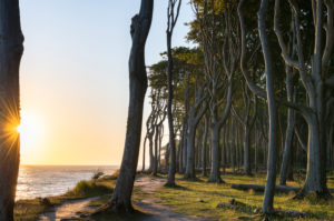 Sunrise in the ghost forest Nienhagen near Rostock in Mecklenburg-Western Pomerania. Sunrise in the ghost forest Nienhagen near Rostock in Mecklenburg-Western Pomerania.