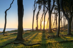 Sunrise in the ghost forest Nienhagen near Rostock in Mecklenburg-Western Pomerania. Sunrise in the ghost forest Nienhagen near Rostock in Mecklenburg-Western Pomerania.