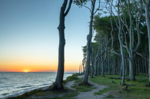 Sunrise in the ghost forest Nienhagen near Rostock in Mecklenburg-Western Pomerania. Sunrise in the ghost forest Nienhagen near Rostock in Mecklenburg-Western Pomerania.