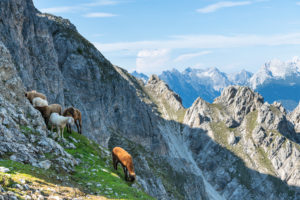 Sheep in the Karwendel Mountains near the Nördlinger Hut. Sheep in the Karwendel Mountains near the Nördlinger Hut.