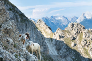 Sheep in the Karwendel Mountains near the Nördlinger Hut. Sheep in the Karwendel Mountains near the Nördlinger Hut.