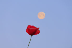 Setting full moon over a poppy blossom. Setting full moon over a poppy blossom.