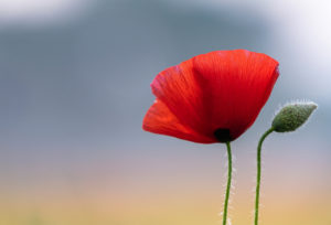 Poppy field in sunrise. Poppy field in sunrise.